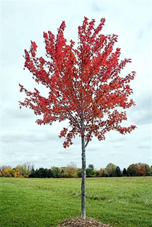 Memorial Tree Example 